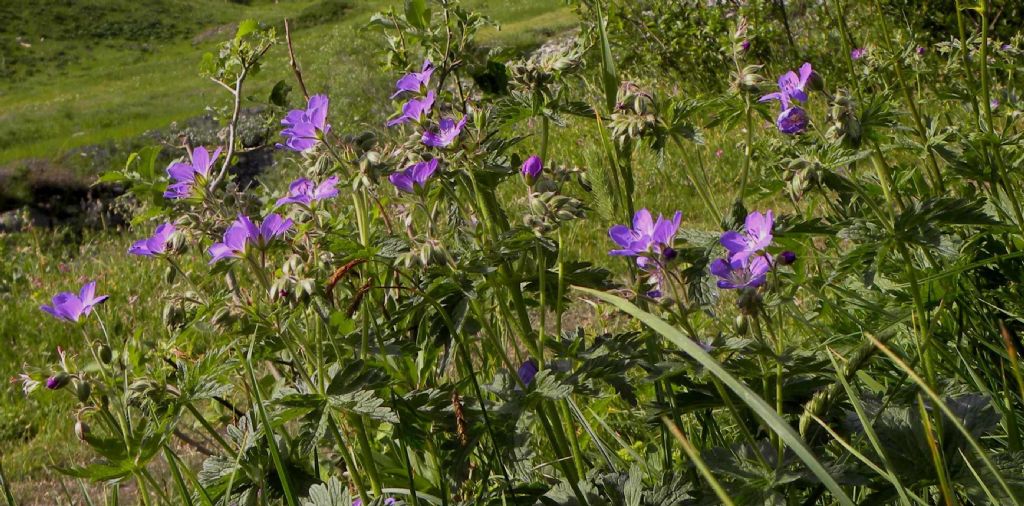 Geranium sylvaticum